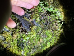 Asplenium tripteropus
