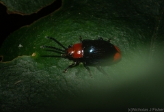 Phyllocharis gracilis