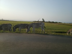 Equus quagga