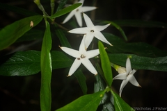 Atractocarpus chartaceus