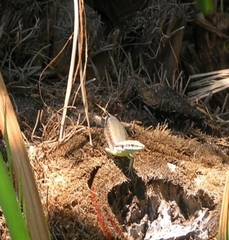 Phoenicolacerta laevis