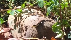 Eutropis longicaudata