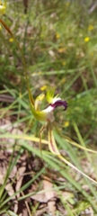 Caladenia tentaculata