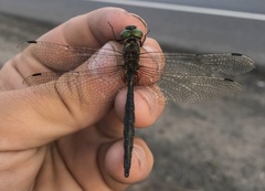 Somatochlora flavomaculata