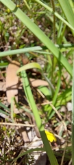 Caladenia tentaculata