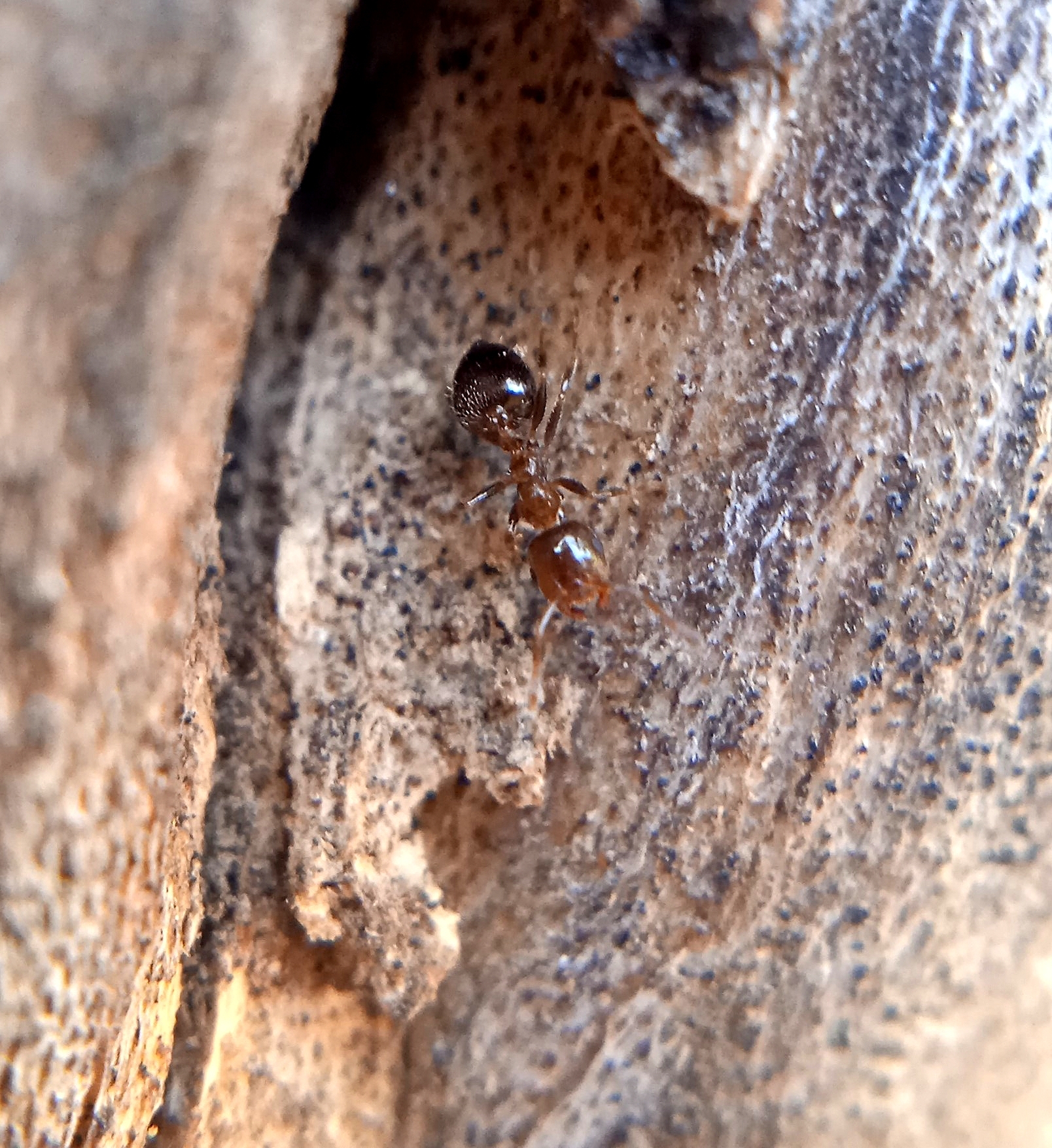 Crematogaster himalayana