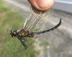 Somatochlora flavomaculata