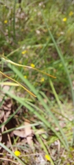 Caladenia tentaculata
