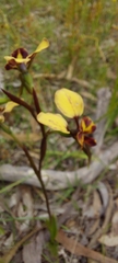 Diuris orientis