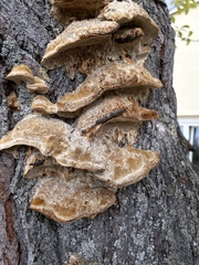Porodaedalea