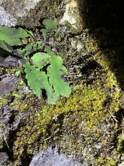 Ixeridium laevigatum