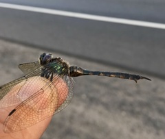 Somatochlora flavomaculata