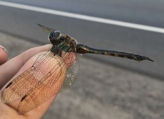 Somatochlora flavomaculata