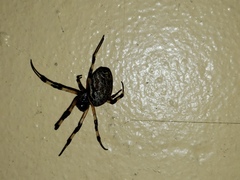 Nephilingis cruentata