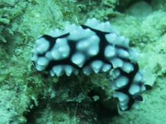 Phyllidiella
