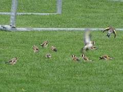 Carduelis carduelis britannica