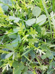 Lepidium didymum