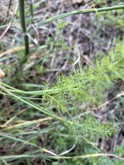 Foeniculum vulgare