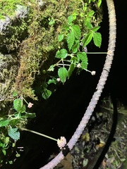 Lecanthus peduncularis
