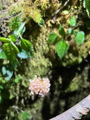 Lecanthus peduncularis