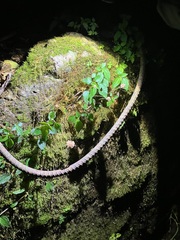 Lecanthus peduncularis