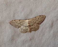 Idaea seriata