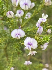 Psoralea aculeata