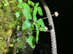 Lecanthus peduncularis