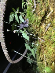 Lecanthus peduncularis