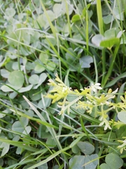 Lepidium didymum