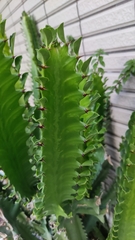 Euphorbia antiquorum