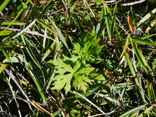 Image of Aconitum fukutomei by (c) Jacy Chen, some rights reserved (CC BY)