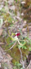 Caladenia tentaculata