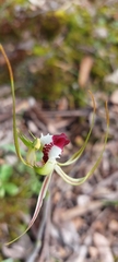 Caladenia tentaculata