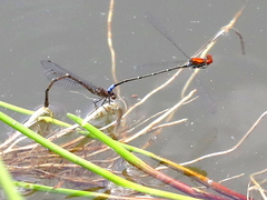 Pseudagrion massaicum