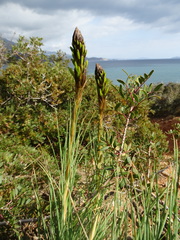 Asphodeline lutea