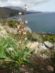 Asphodelus ramosus