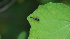 Cicindelinae