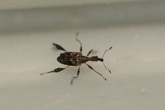 Stephanorhynchus lawsoni