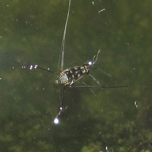 Trepobates subnitidus