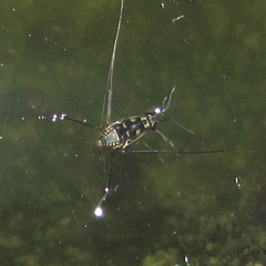 Trepobates subnitidus