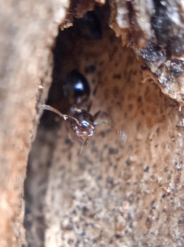 Crematogaster himalayanaCrematogaster himalayana