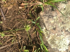 Cyperus lupulinus macilentus