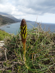 Asphodeline lutea