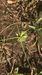 Cyperus lupulinus macilentus