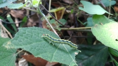 Xanthodes transversa