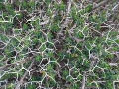 Euphorbia acanthothamnos