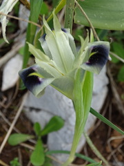 Iris tuberosa