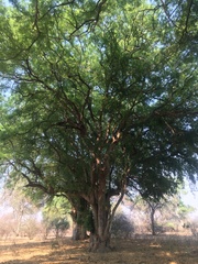 Xanthocercis zambesiaca