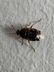 Deraeocoris lutescens